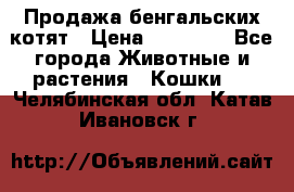 Продажа бенгальских котят › Цена ­ 20 000 - Все города Животные и растения » Кошки   . Челябинская обл.,Катав-Ивановск г.